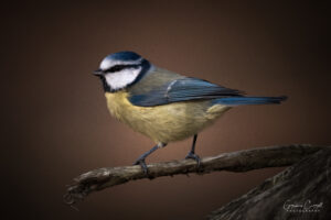 Blue Tit