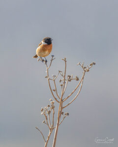 Stonechat