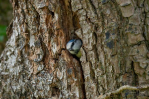 Blue Tit