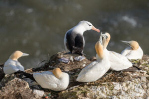 Black-browed Albatross and Gannets