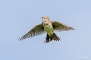 Skylark