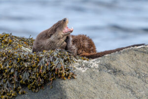 Otter
