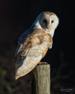 Barn Owl
