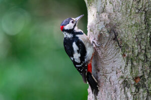 Great Spotted Woodpecker