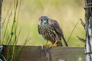 Merlin