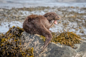 Otter