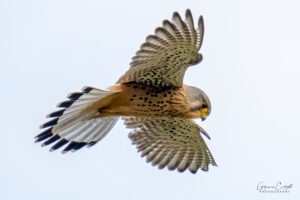 Kestrel
