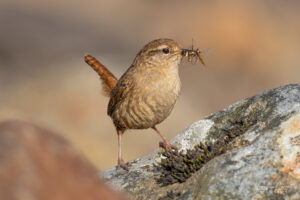 Wren