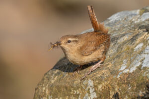 Wren