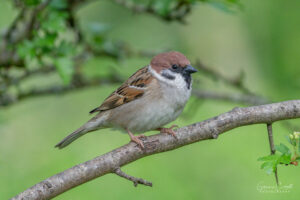 Tree Sparrow