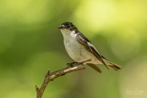 Pied Flycatcher