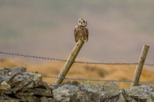 Short-Eared Owl