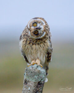 Short Eared Owl