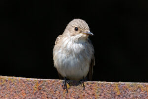 Spotted Flycatcher