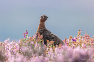 Red Grouse
