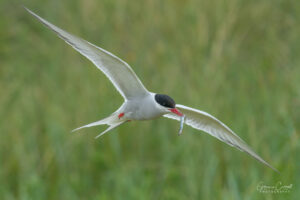 Arctic Tern