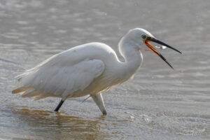 Little Egret
