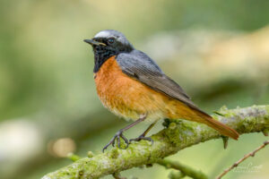 Black Redstart
