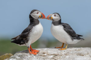 Puffins