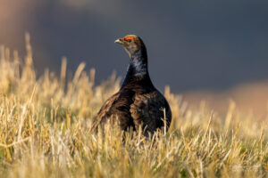 Black Grouse