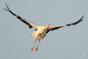 Stork