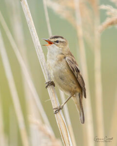 Sedge Warbler