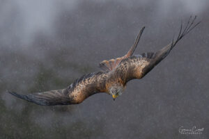 Red Kite