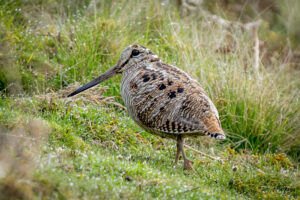 Woodcock