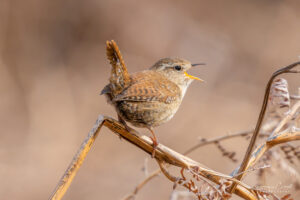 Wren