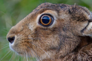 Hare