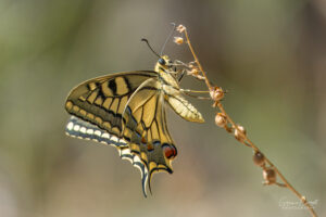 Swallowtail