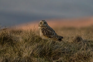 Short Eared Owl