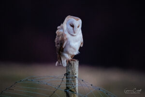 Barn Owl