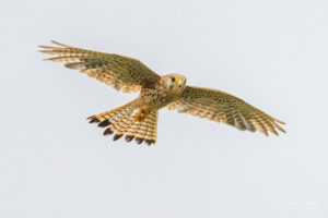 Kestrel