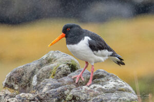 Oystercatcher
