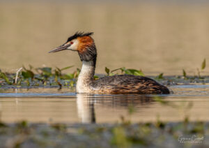 Great Crested Grebe