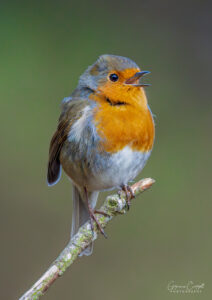 Robin