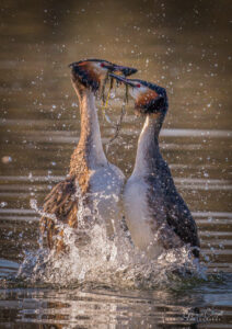 Great Crested Grebes