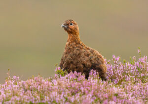 Red Grouse