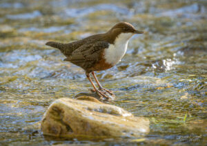 White-Throated Dipper