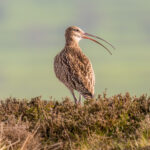 Moorland Birds