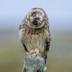 Birds of Prey