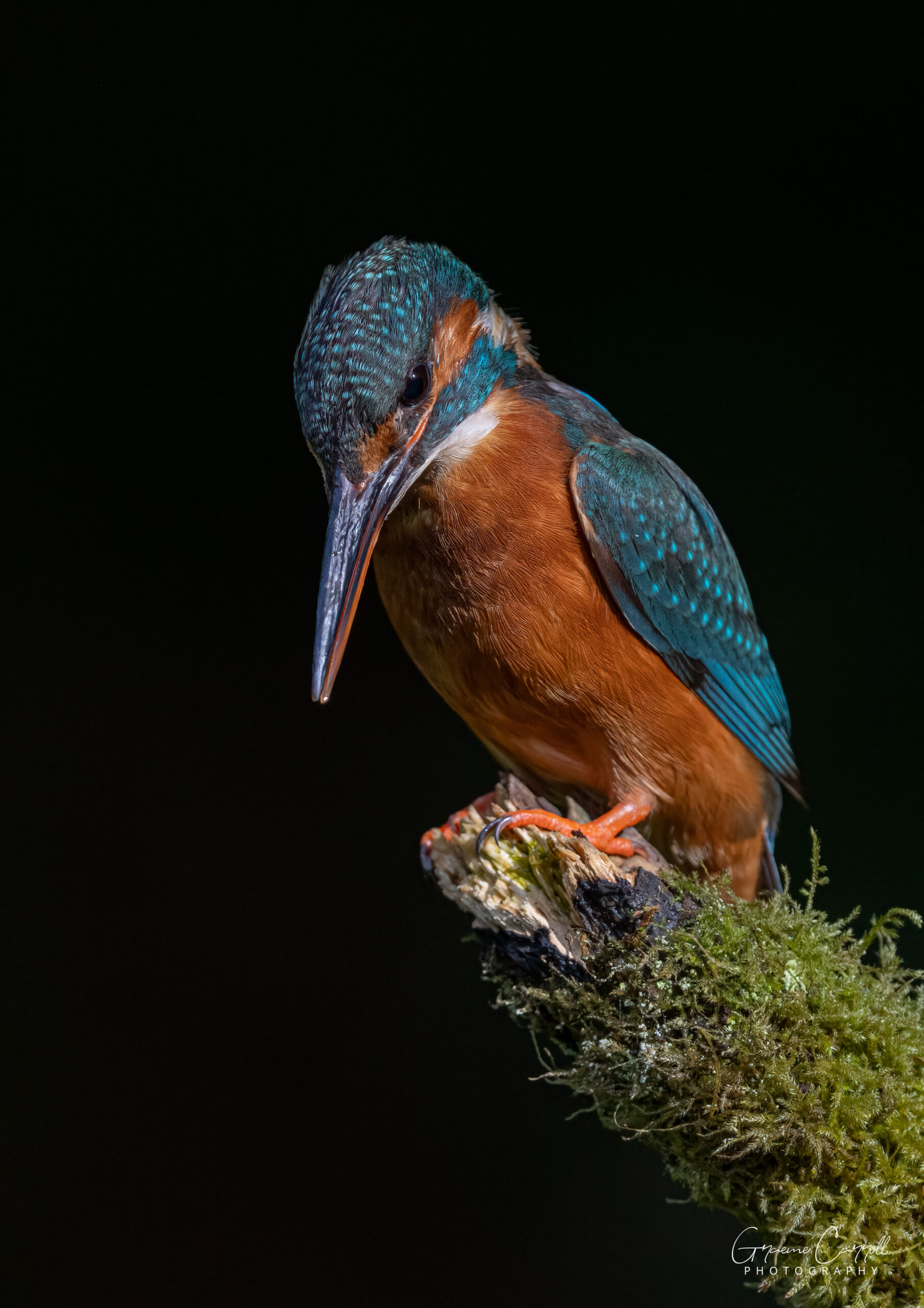 Freshwater Birds