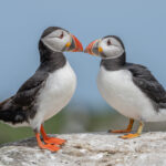 Coastal Birds