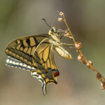 Invertebrates