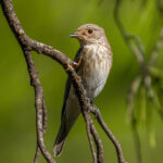 Woodland Birds