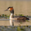 Great Crested Grebe