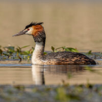 Great Crested Grebe