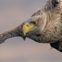 White-Tailed Eagle