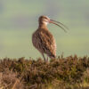 Curlew